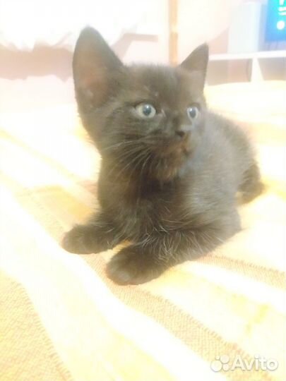 Котик