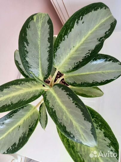 Аглаонема Сильвер Блю, Йок Канхана