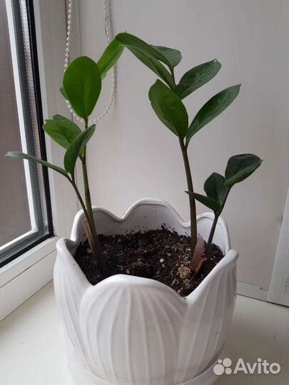 Комнатные растения