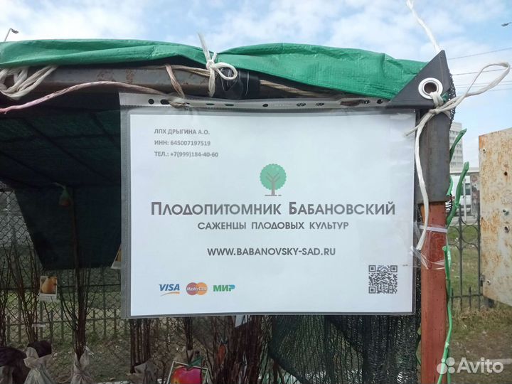 Саженцы плодовых культур с закрытой корневой