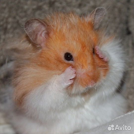 Сирийские хомячки