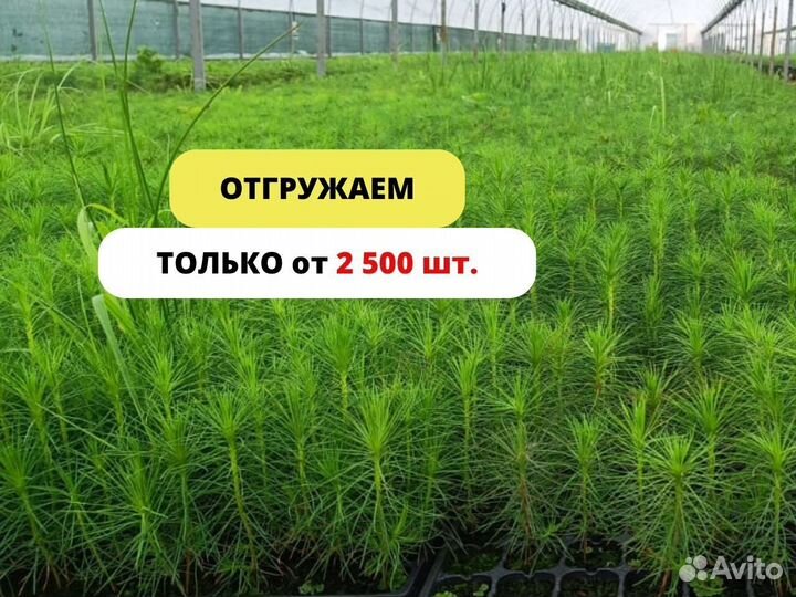 Сеянцы ели зкс опт