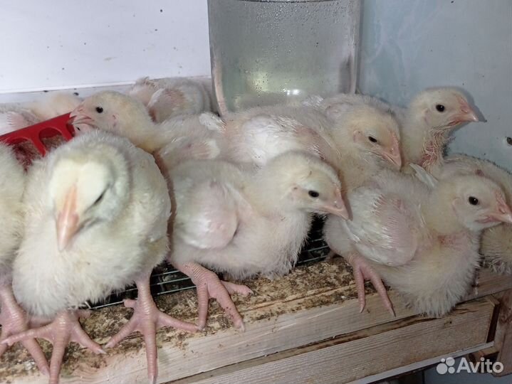 Цыплята бройлеры суточные и подрощенные