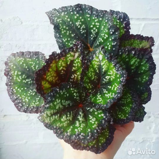 Бегония Королевская. 5 видов. Комнатные