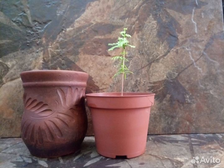 Таксодиум - болотный кипарис