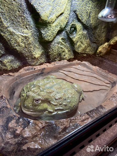 Передержка рептилий и амфибий