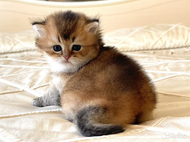 Пушистик Хайленд Страйт