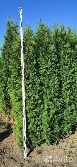 Туя колумна 3м
