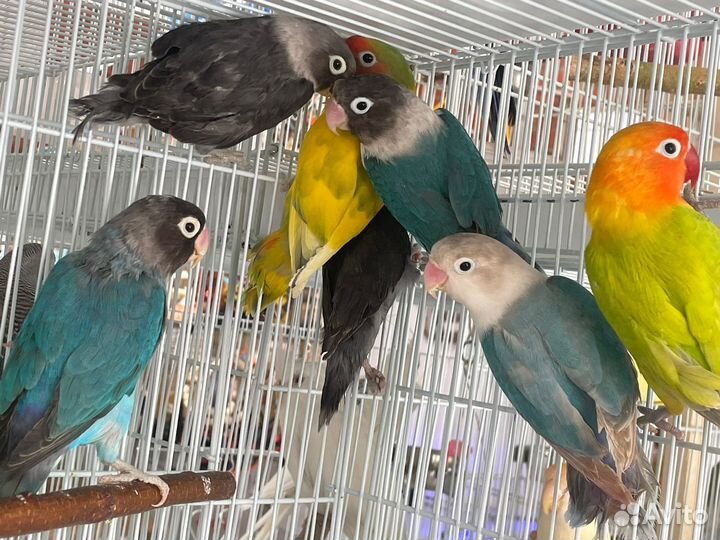 Попугай неразлучники