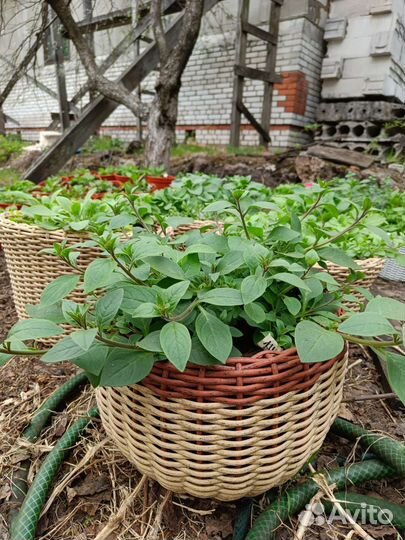 Готовые кашпо