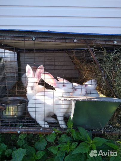 Кролики белый паннон