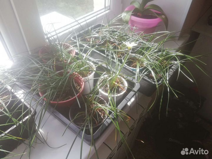 Домашний нарцисс