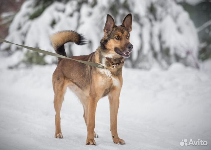 Собака в добрые руки