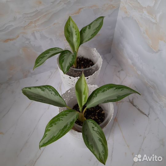 Аглаонемы