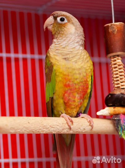 Молине попугай