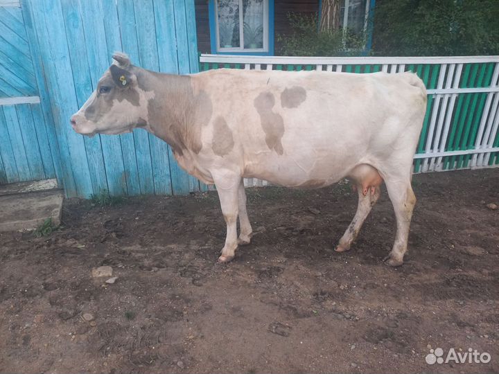 Продам коров