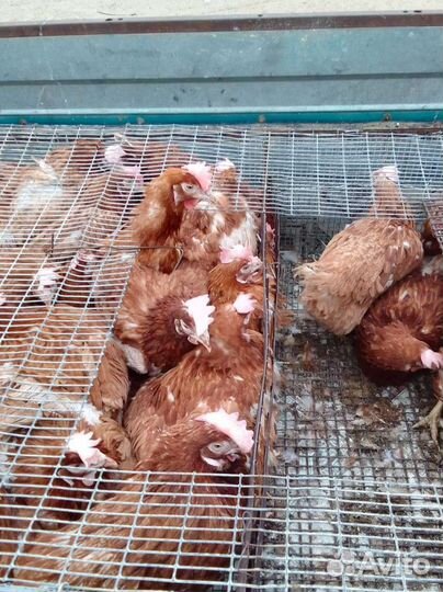 Куры несушки