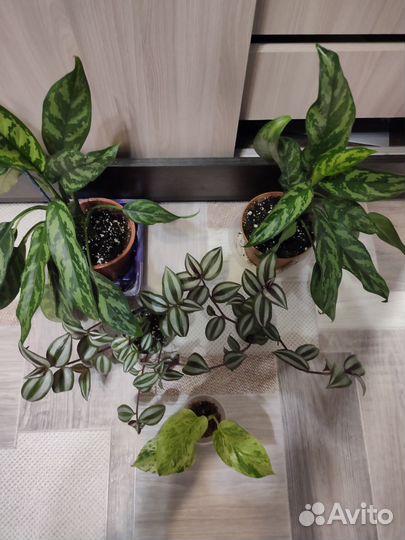 Аглоонема Мария,традесканция зебрина,сциндапсус