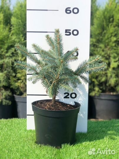 Ель голубая