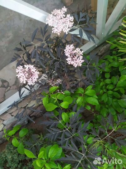 Эдельвейсы