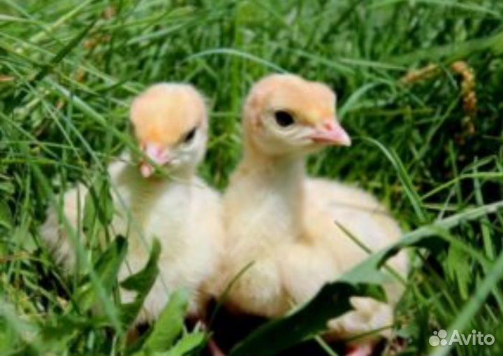 Суточные цыплята, утята, индюшата, гусята, цесарят