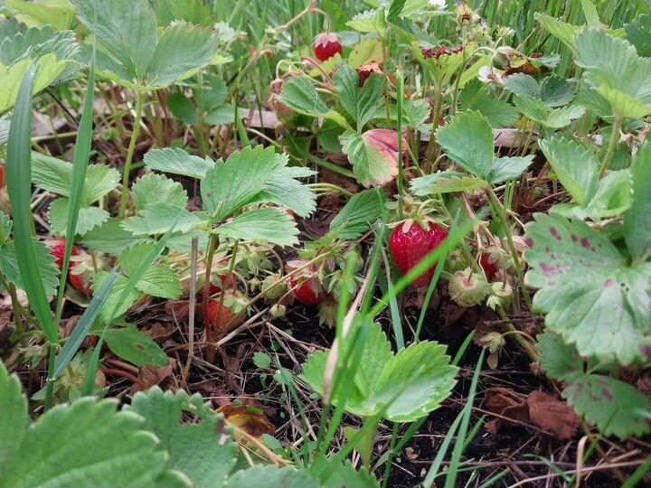 Участок 8,3 сот. (ИЖС)