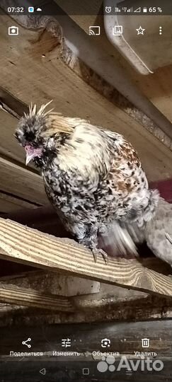 Петух (мини)