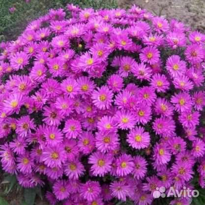 Многолетние цветы для сада 2