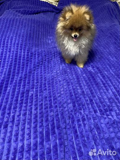 Померанский шпиц