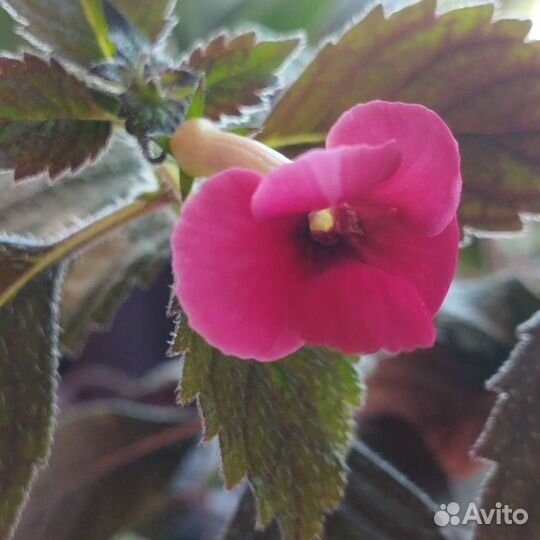 Ростки ахименеса, несколько сортов