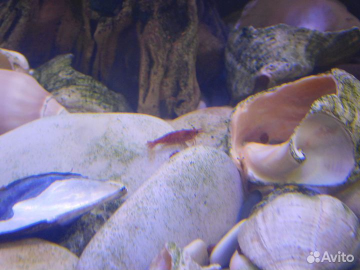 Аквариумные рыбки, креветки, растения