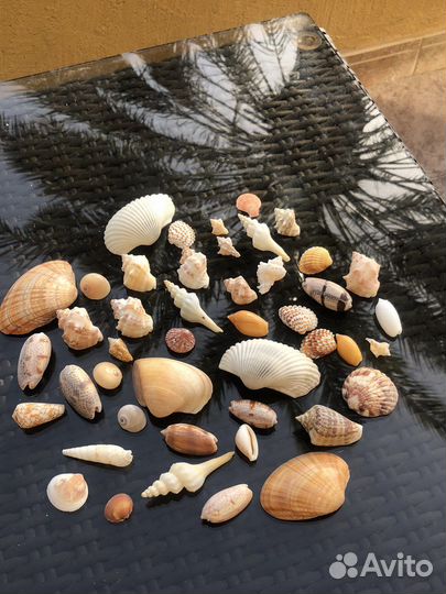 Ракушки морские