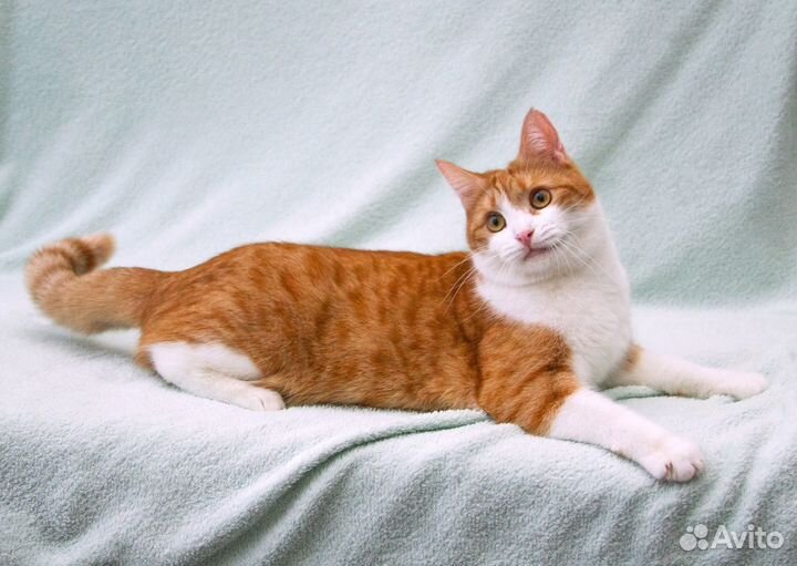 Манюня - ласковая кошечка