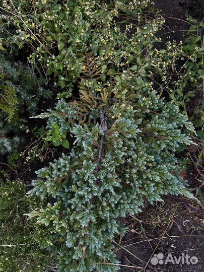 Продам можжевельник