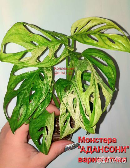 Монстера адансони вариегатная-2