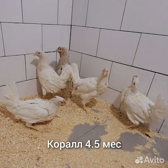 Куры несушки