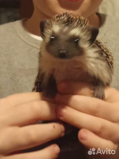 Африканский ежик Белгород