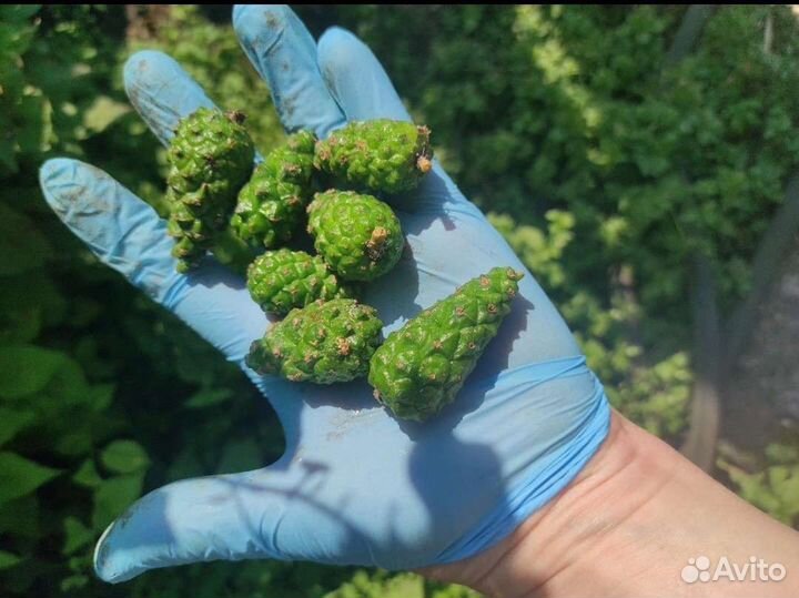 Шишка сосна(Нераскрытая)