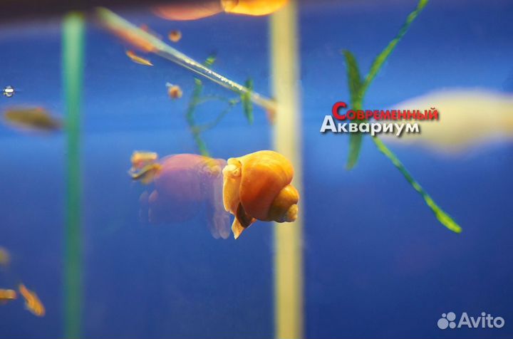 Улитки аквариумные