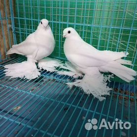 Статные голуби: фото, видео, породы