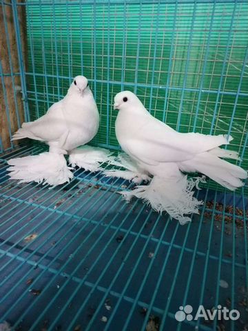 Самых красивых голубей (33 фото)