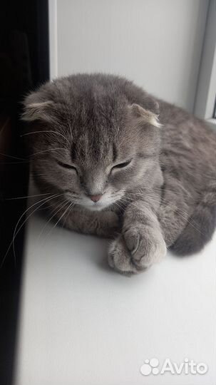 Кошки в добрые руки