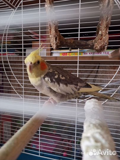 Попугай корелла мальчик