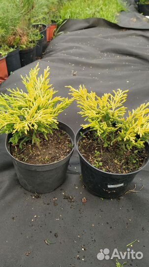 Можжевельник горизонтальный 