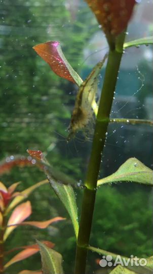 Креветки. Корм для рыб