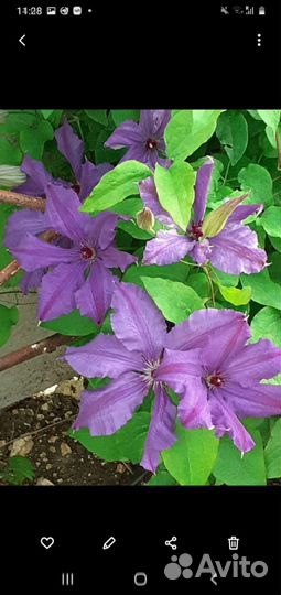 Саженцы клематиса