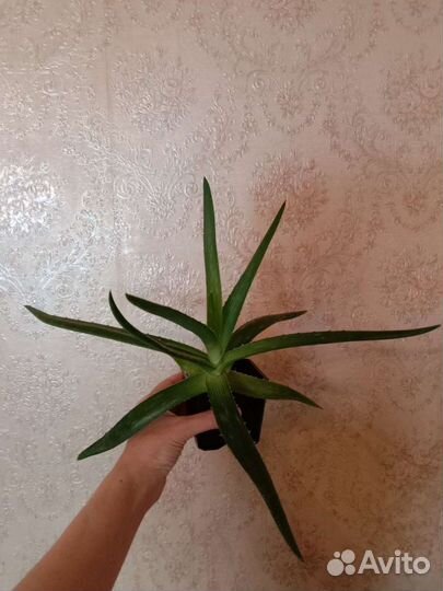 Дримиопсис, фиалки, эуфорбия, алое Вера