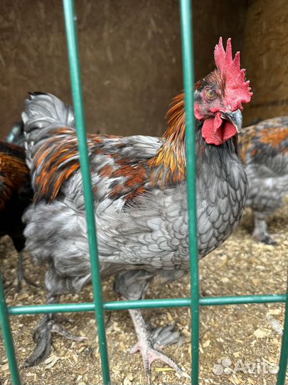 Петух Маран и Амераукан возраст 5 мес