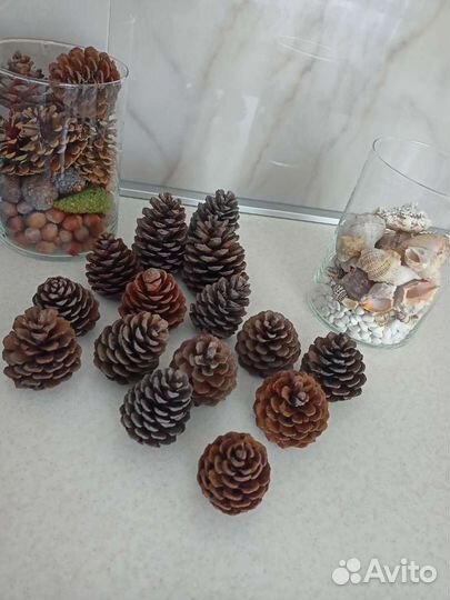 Шишки сосновые