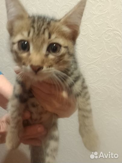 Котята бесплатно
